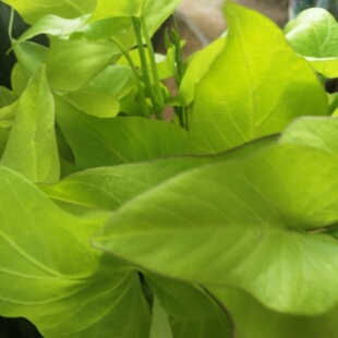 红薯叶苗食用红薯叶苗可吃可种植红薯叶苗专吃叶子的红薯叶苗蔬菜