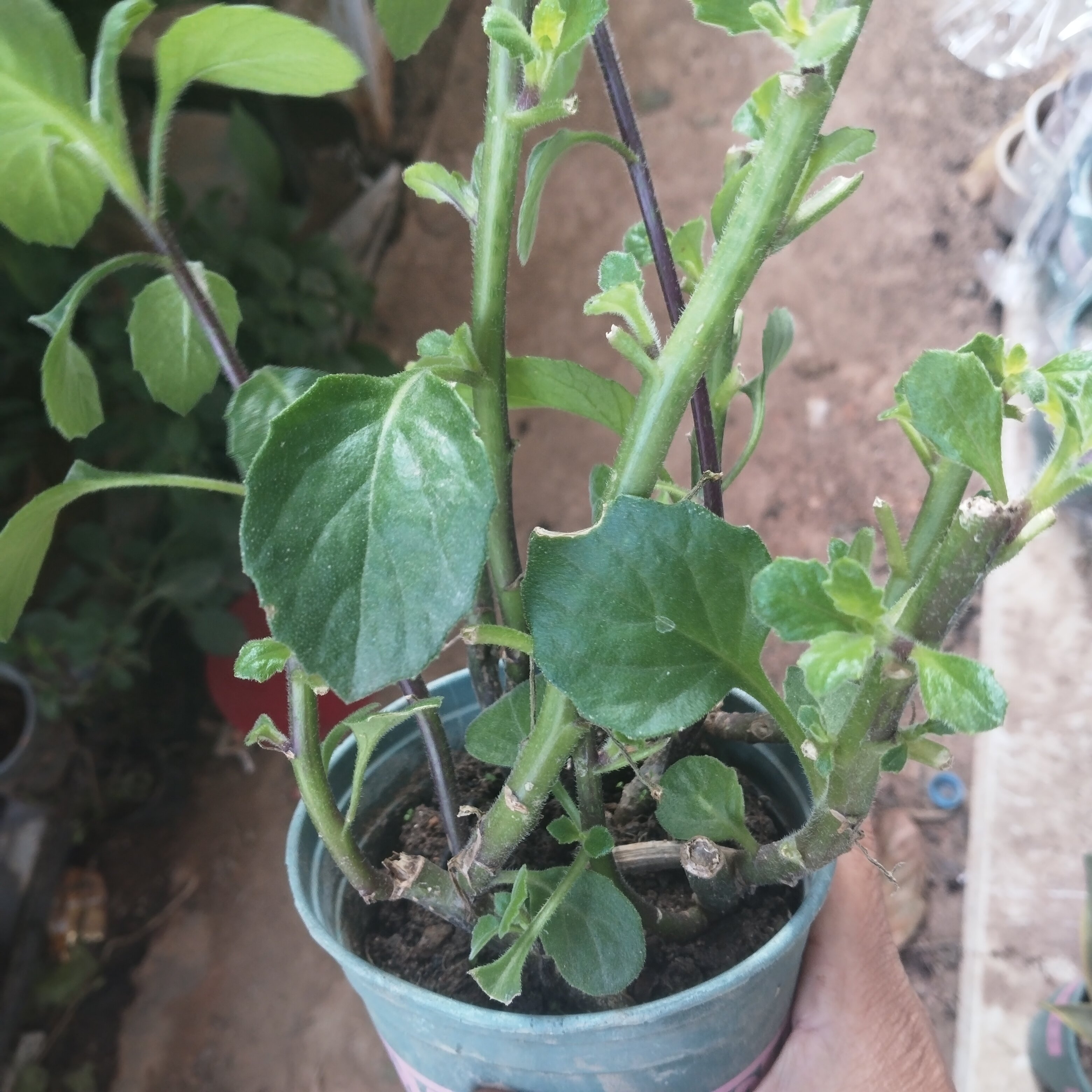 榨汁的白背菜苗可吃可种植阳台苗炖汤的红片仔癀草苗蔬菜盆栽庭院