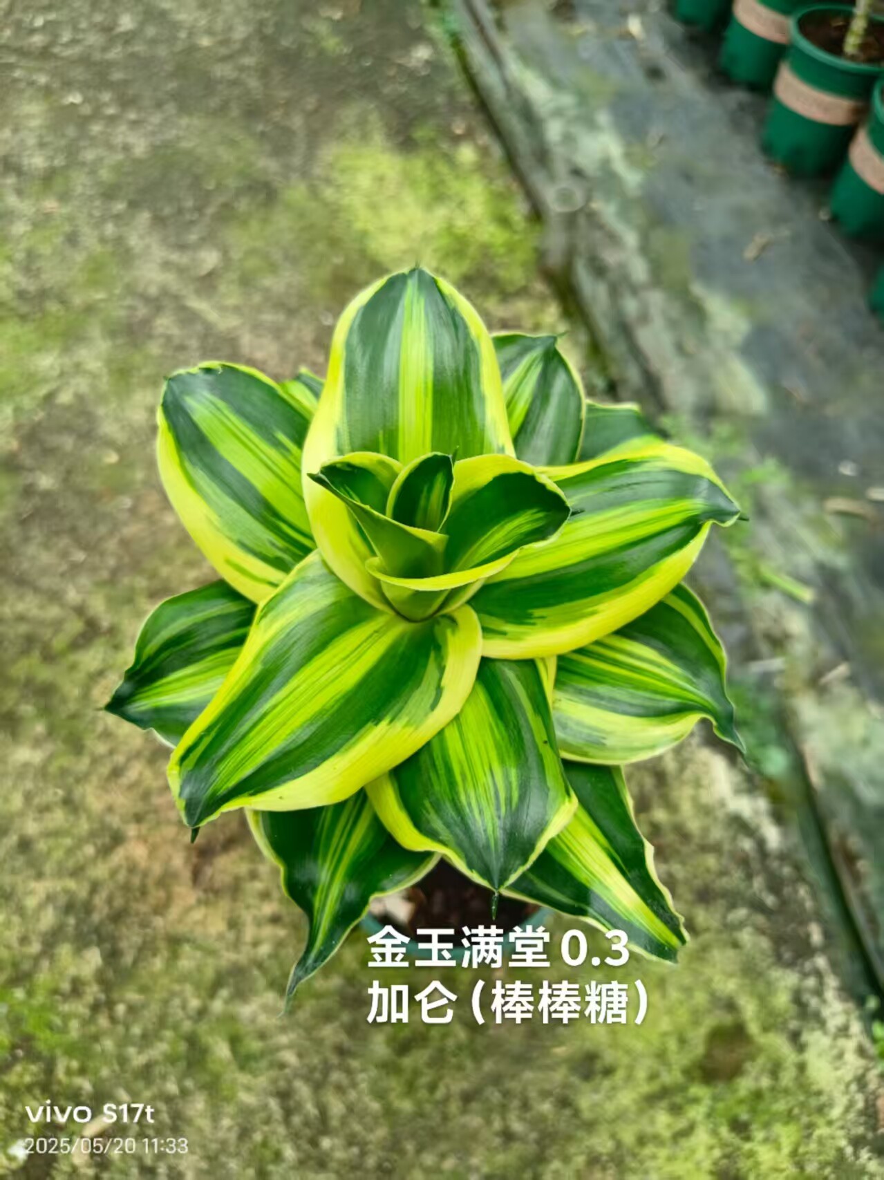 金玉满堂精品君子兰盆栽花卉金丝元宝彩兰棒棒糖短叶阳台盆栽新房