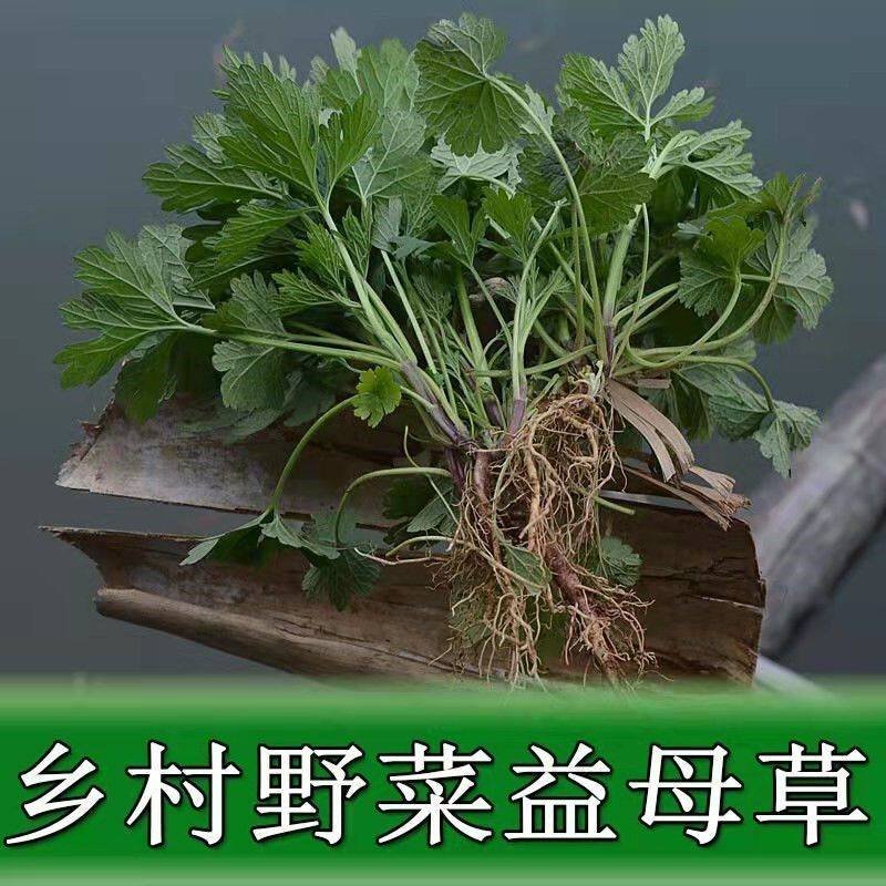 益母草苗中草药材苗益母茺蔚益明大札益母艾坤草月母草盆栽苗食用