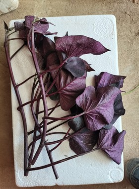 台湾紫薯苗新鲜食叶型地瓜苗藤食用紫色番薯叶苗红薯农家蔬菜绿化