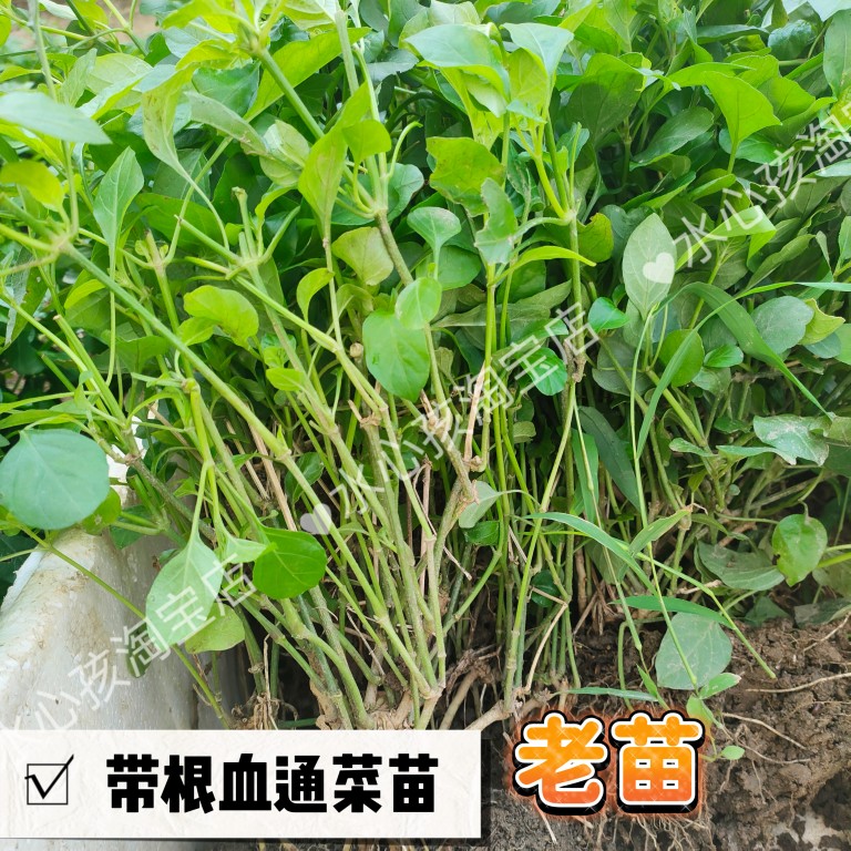 多年生血通菜绿线叶好十万错酒店特色养生野菜贵族 保修菜贵妃菜