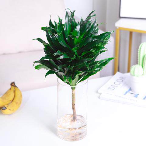 太阳神水培植物观音竹桌面室内绿植盆栽办公室防辐射好养随机带盆