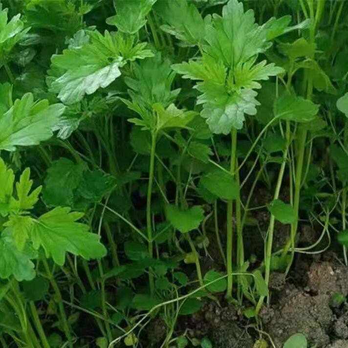 盆栽新鲜带根现采现发红花益母正宗月子草益母草新鲜鲜嫩地栽好吃