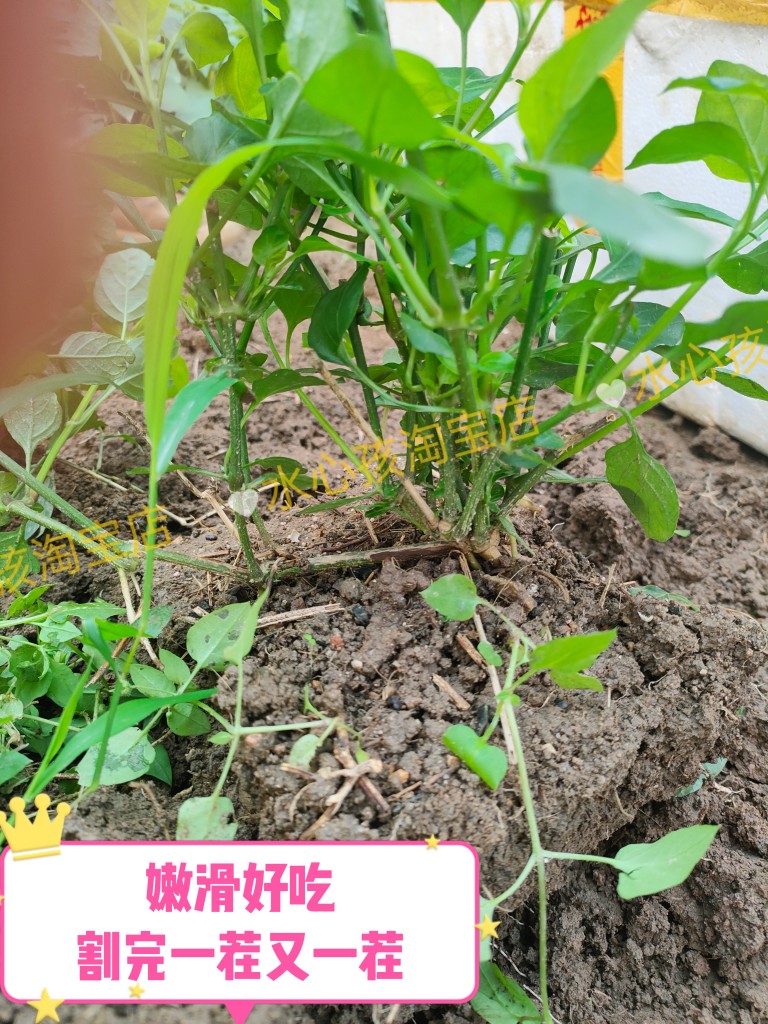 海南野菜新鲜蔬菜无公害绿色有机蔬菜血通菜富硒种苗5棵壮