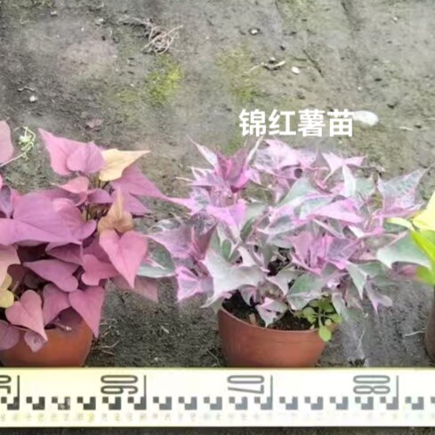 锦红红薯苗地瓜苗红薯叶种18号番薯叶子新鲜食用彩色叶子盆栽