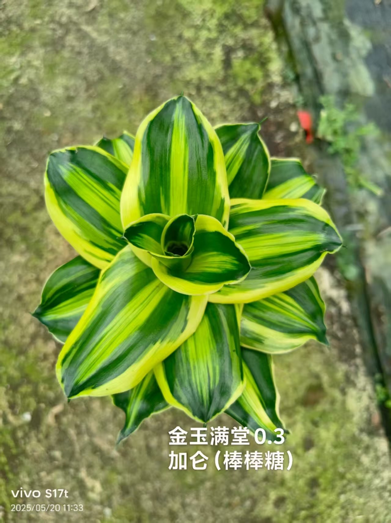 爆款绿植物巴西也门铁大型盆栽青铁棒棒糖龙血树大型观叶青云直上