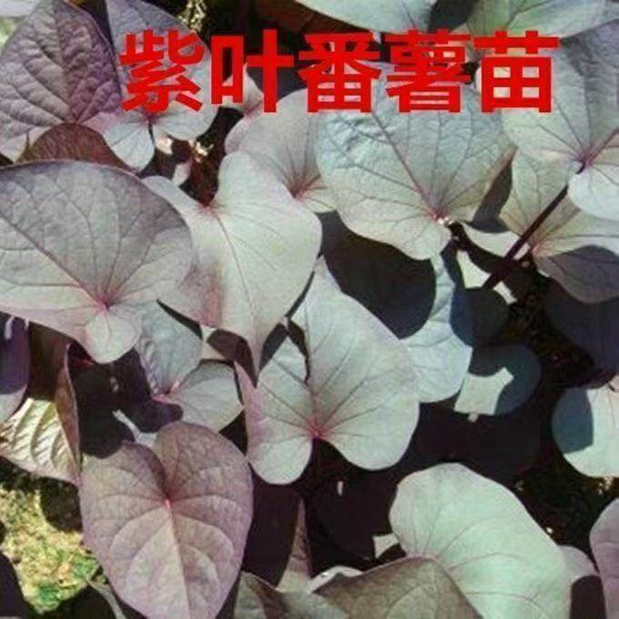 新鲜紫叶地瓜叶紫薯叶紫心红薯叶紫薯苗紫薯苗紫薯苗紫薯苗紫薯苗