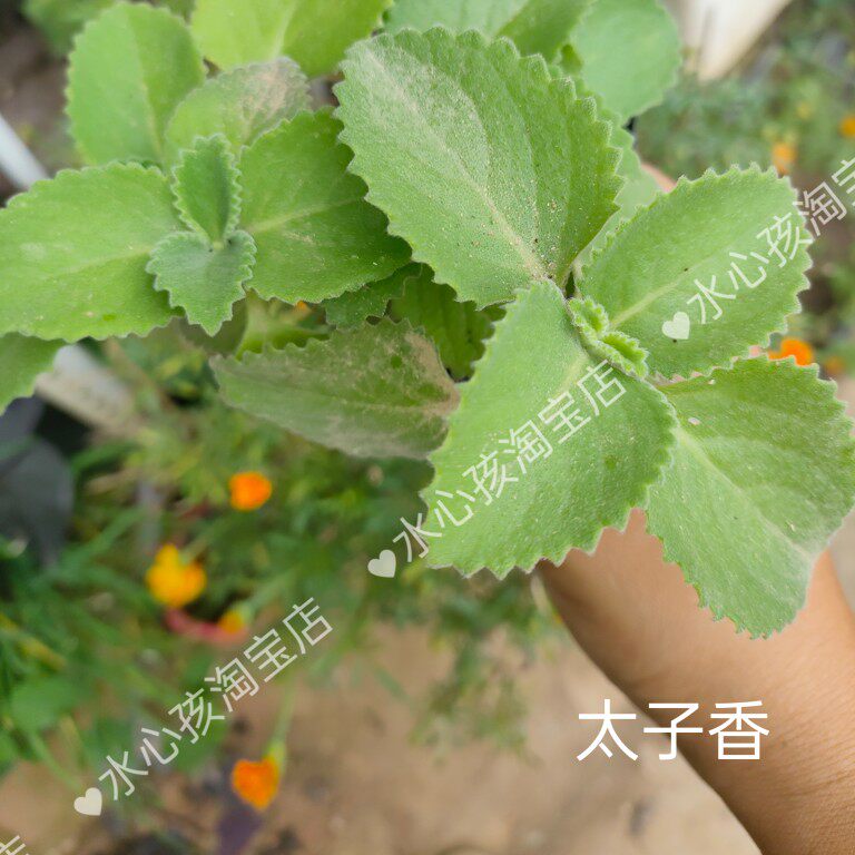 碰碰香一抹香太子盆栽浓香型绿植排骨香客厅阳台驱蚊驱虫驱蚊植物