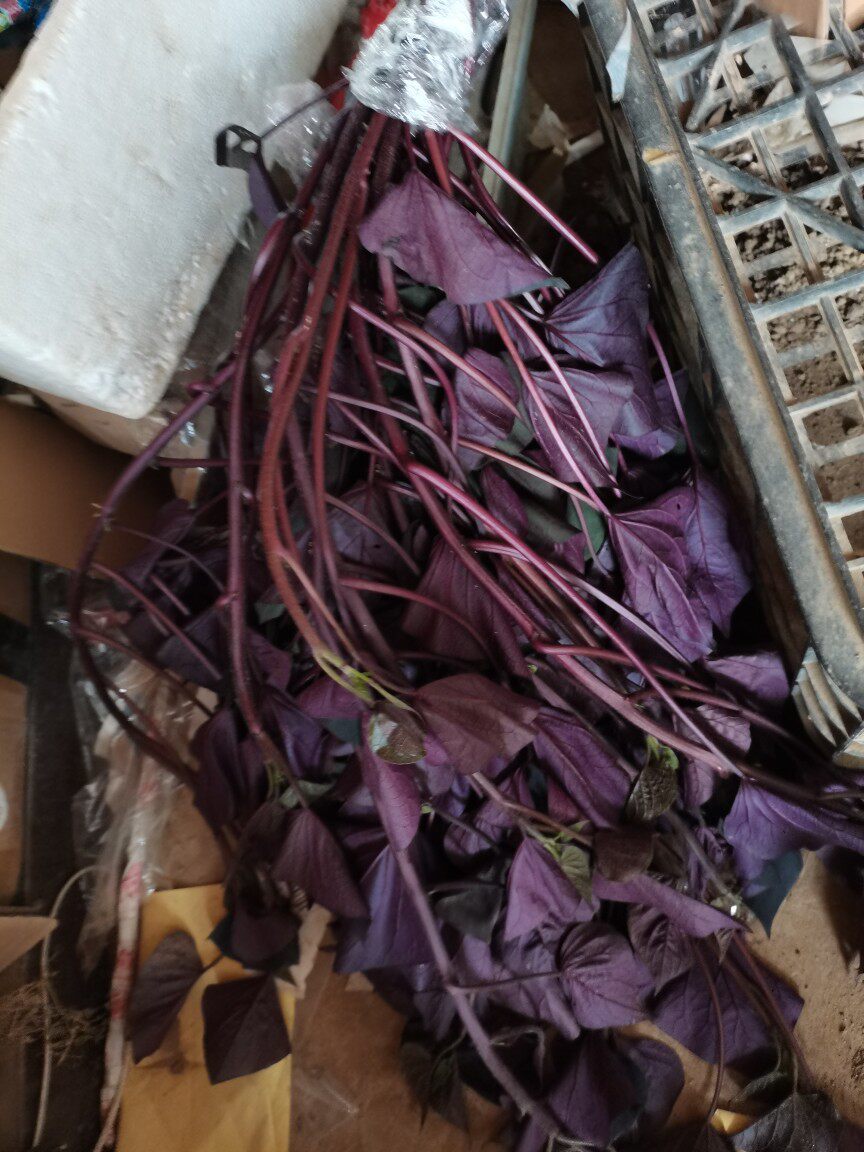 台湾紫薯苗食叶型地瓜苗藤食用紫色番薯叶种苗红薯农家蔬菜绿化