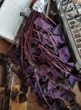 台湾紫薯苗食叶型地瓜苗藤食用紫色番薯叶种苗红薯农家蔬菜绿化