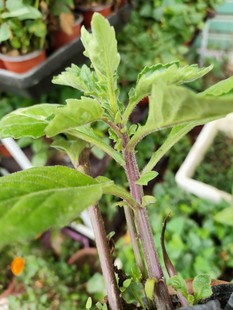 正宗片仔癀草苗 白凤菜苗盆栽鲜叶绿植 可食用清凉解毒蔬菜植物