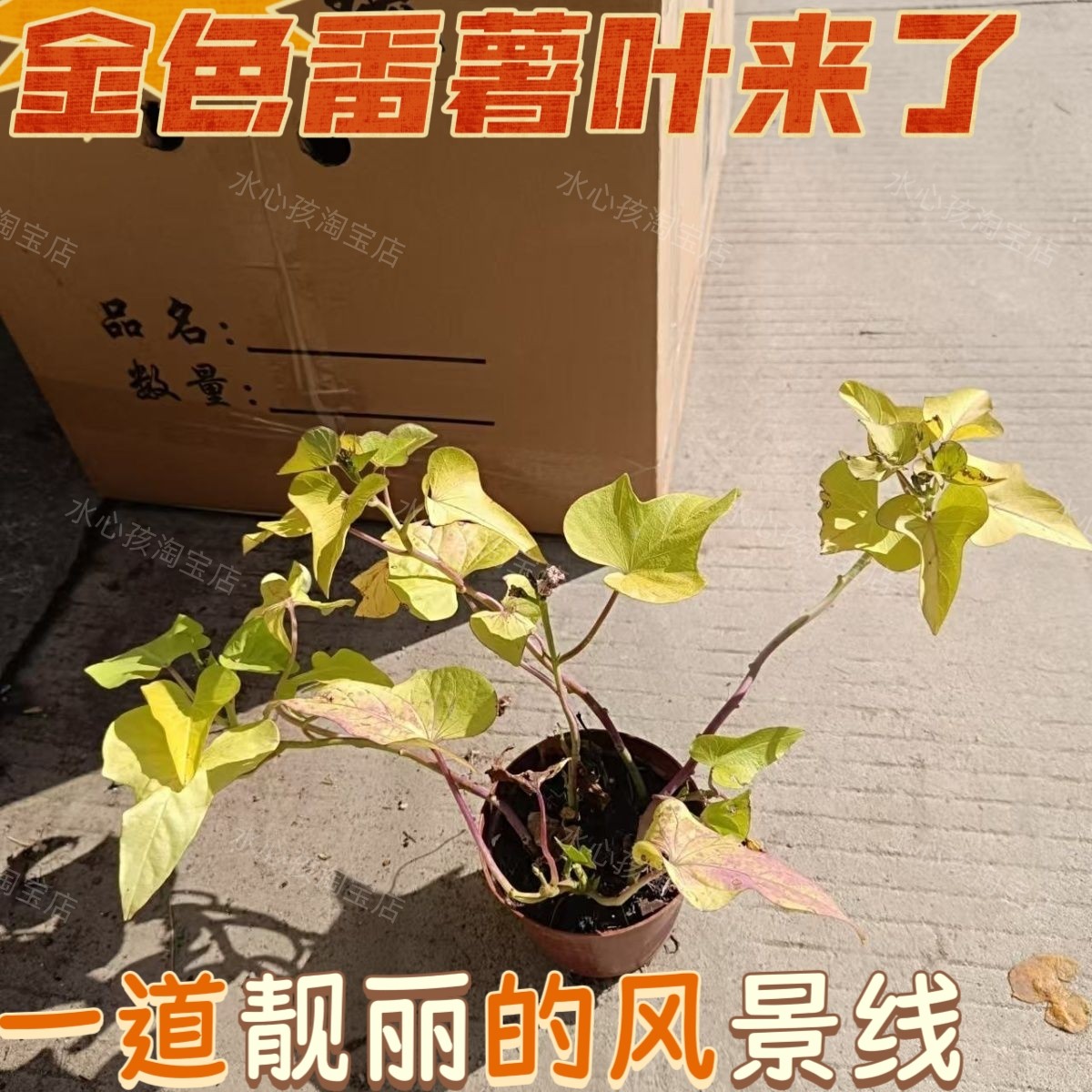 地瓜苗番薯苗盆栽金叶别墅地被植物草坪番薯叶红薯盆栽阳台绿植