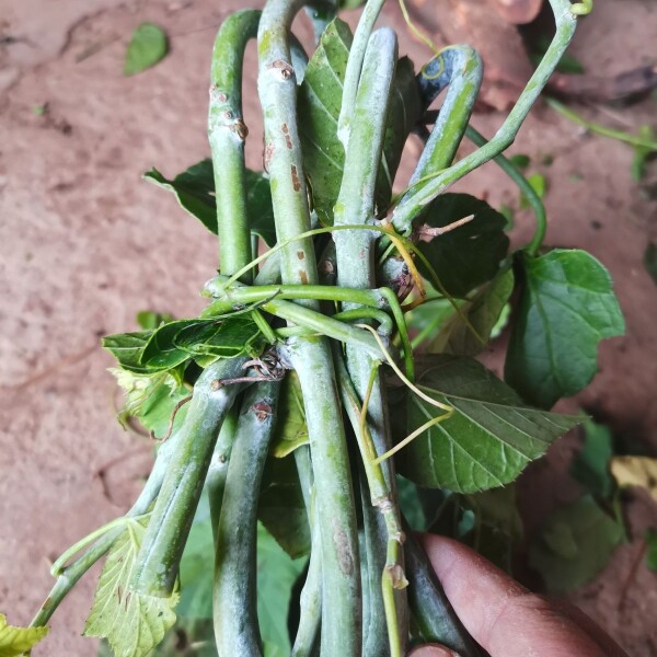 野生白粉藤新鲜独脚乌桕夜牵牛青龙跌打山鸡蛋山葫芦藤叶白面水鸡