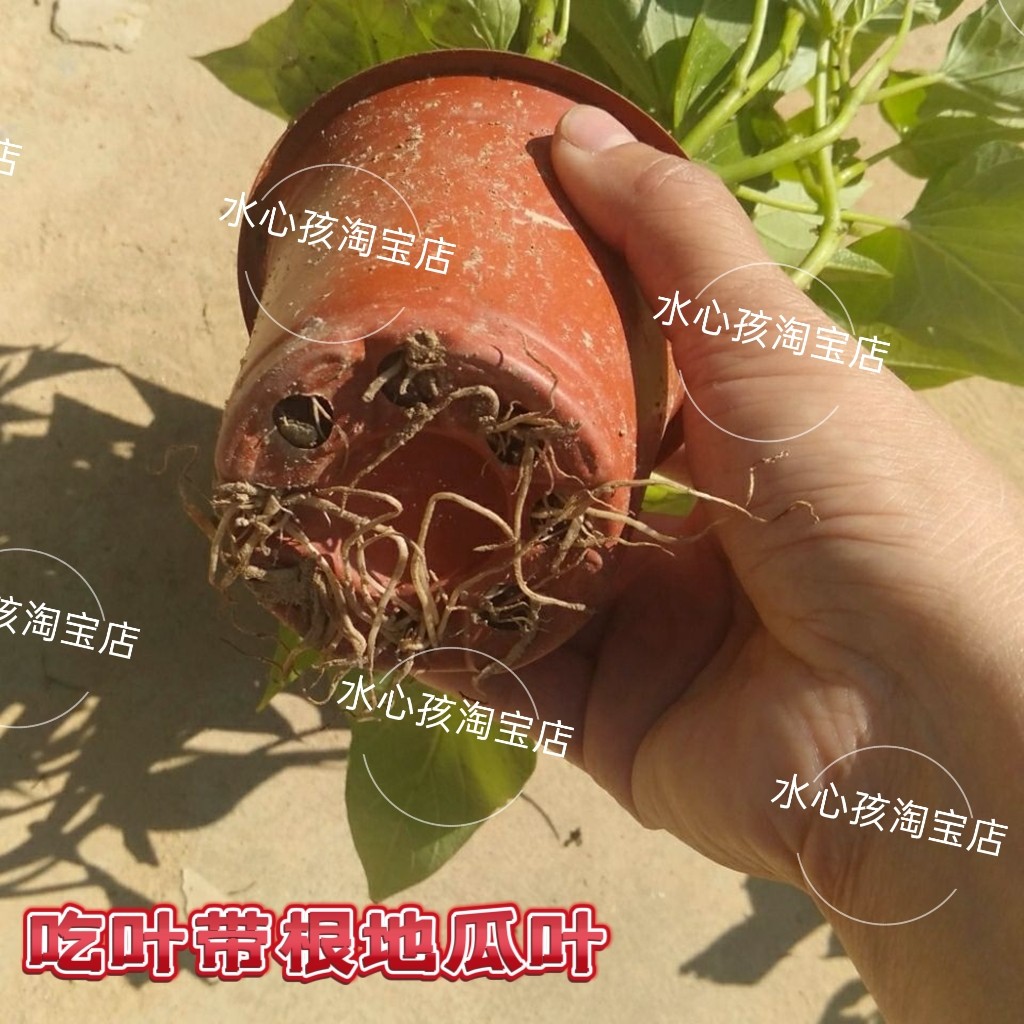 10棵带根发货广东正宗食叶红薯苗福薯18号吃叶地瓜苗四季保健蔬菜