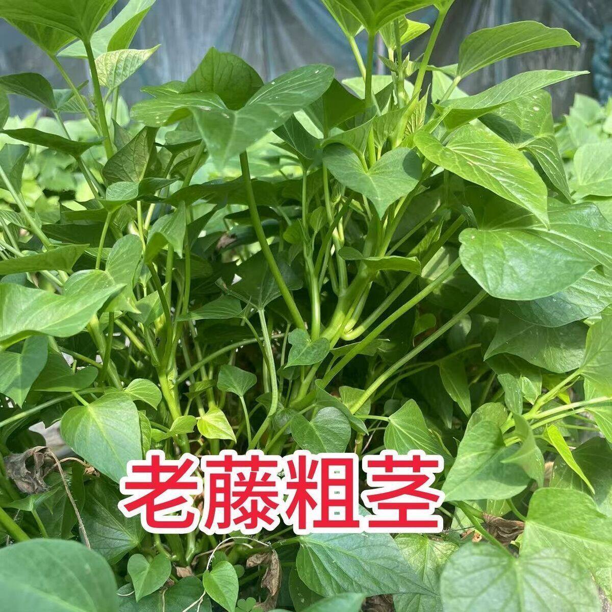 带根发货专吃叶子红薯苗地瓜苗红薯叶种18号番薯叶子新鲜食用
