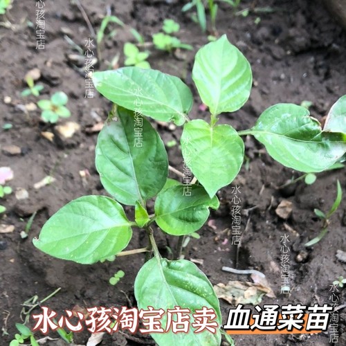野菜贵族绿线叶血通菜盆栽阳台多年生宽叶十万错庭院酒店特色菜苗