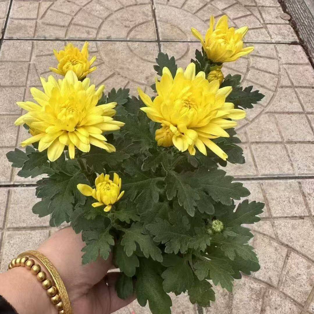 清明节菊花盆栽带花苞祭祀上坟祭祖鲜花扫墓优质黄白水晶大菊花
