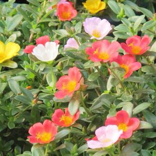 阔叶马齿笕太阳花超长花期宿根单瓣大花成品苗阳台庭院盆栽好养活