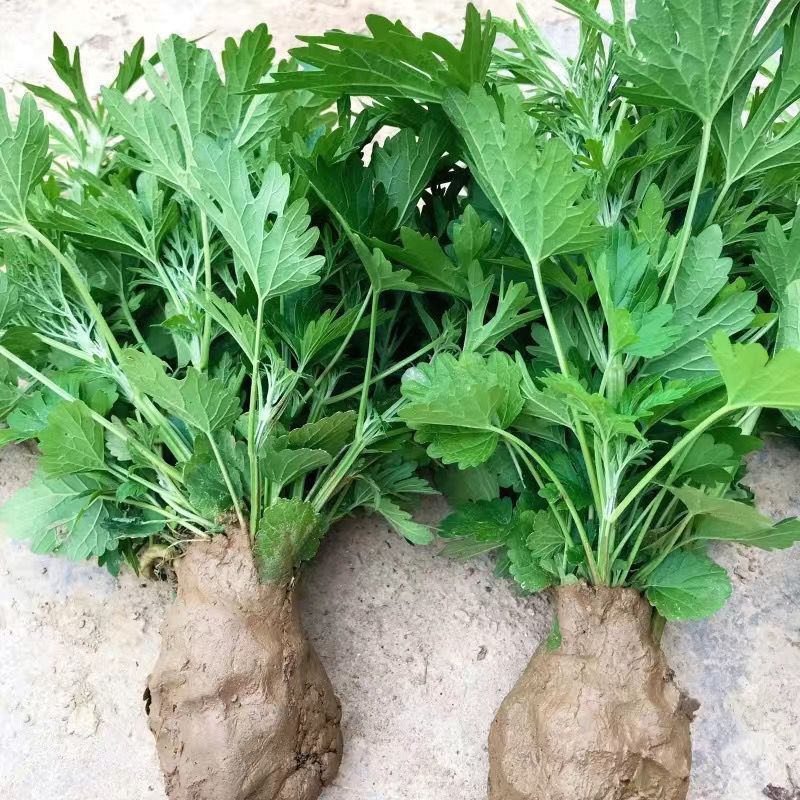 广东潮汕农家种植益母草新鲜鲜嫩月子草益母草火锅食材火锅菜