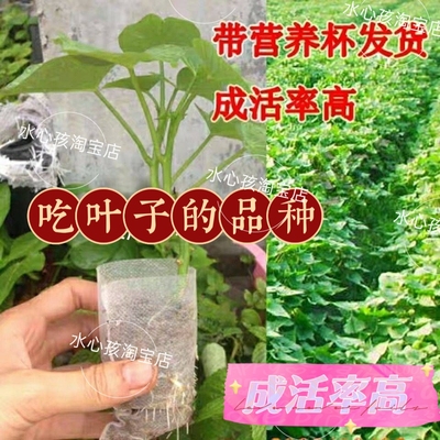 一杯一颗苗专吃叶子农家红薯叶山芋尖红苕地瓜叶成活率高蔬菜盆栽