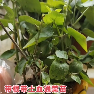血通菜苗绿线叶宽叶十万错铁打草盗偷草四季野菜当季火锅蔬菜