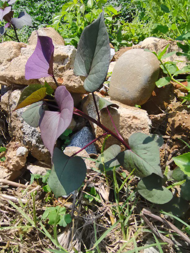园艺地瓜叶盆栽吊兰绿化苗庭院观赏紫色叶子地瓜叶红薯台湾地瓜叶