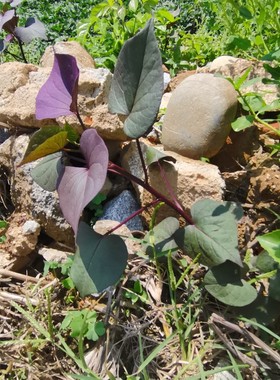 园艺地瓜叶盆栽吊兰绿化苗庭院观赏紫色叶子地瓜叶红薯台湾地瓜叶