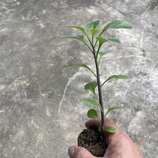 片仔癀草苗盆栽新鲜真品种食用有机天然去火嫩叶鲜叶清热片仔癀草