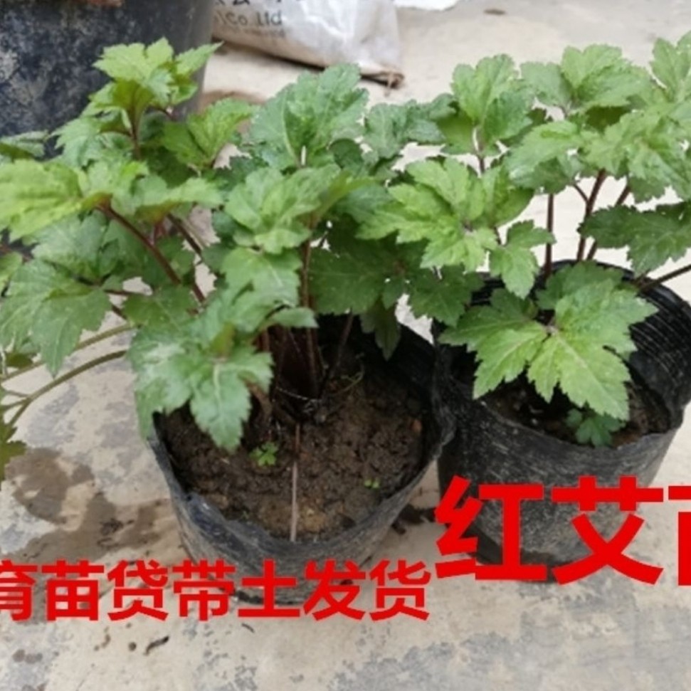 5棵种苗红苗新鲜盆栽红脚杆艾叶苗 用野生根苗庭院菜地这珍珠白蒿
