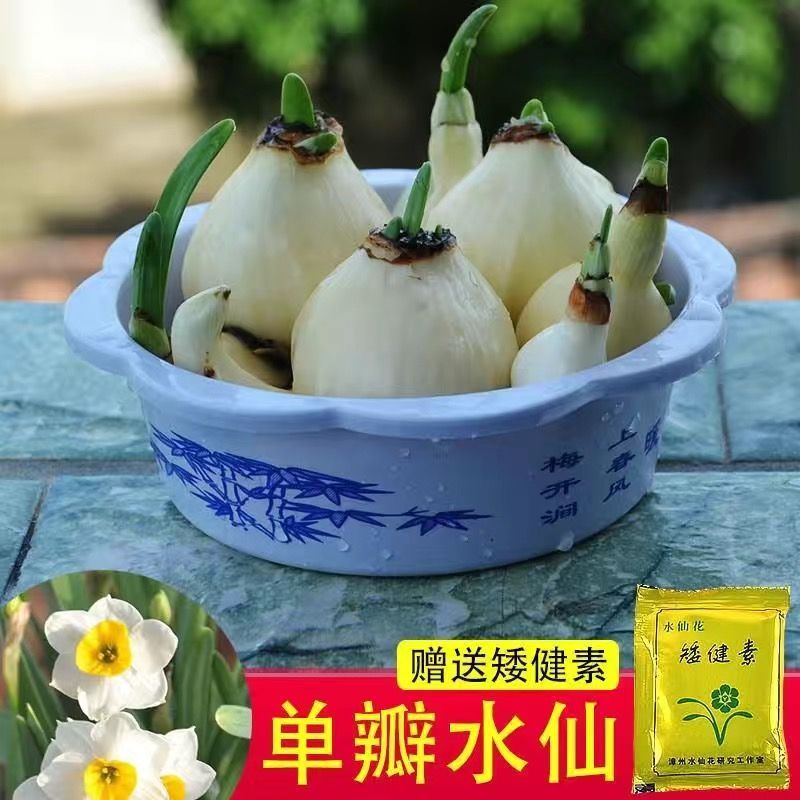 单瓣水养满盆冬天好养活水养基地直发客厅花卉植物春节快乐年宵花