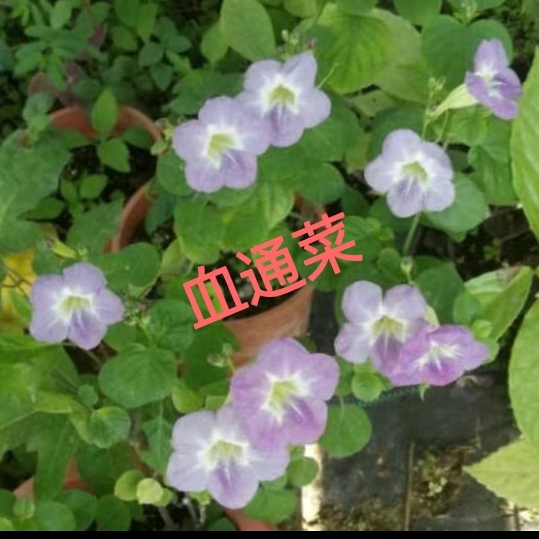 血通菜苗头血通花苗子血通花盆栽阳台庭院花卉植物角凉拌菜煮汤