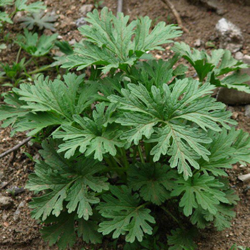 益母草盆栽白花红花中药材阳台四季盆栽蔬菜孑菜食用幼儿园观察
