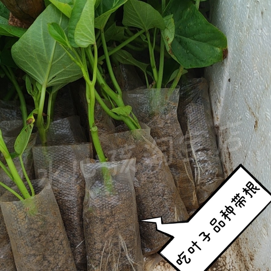 食叶型红薯叶苗地瓜叶种植 福薯18号专吃叶子山芋苗台湾番薯种苗