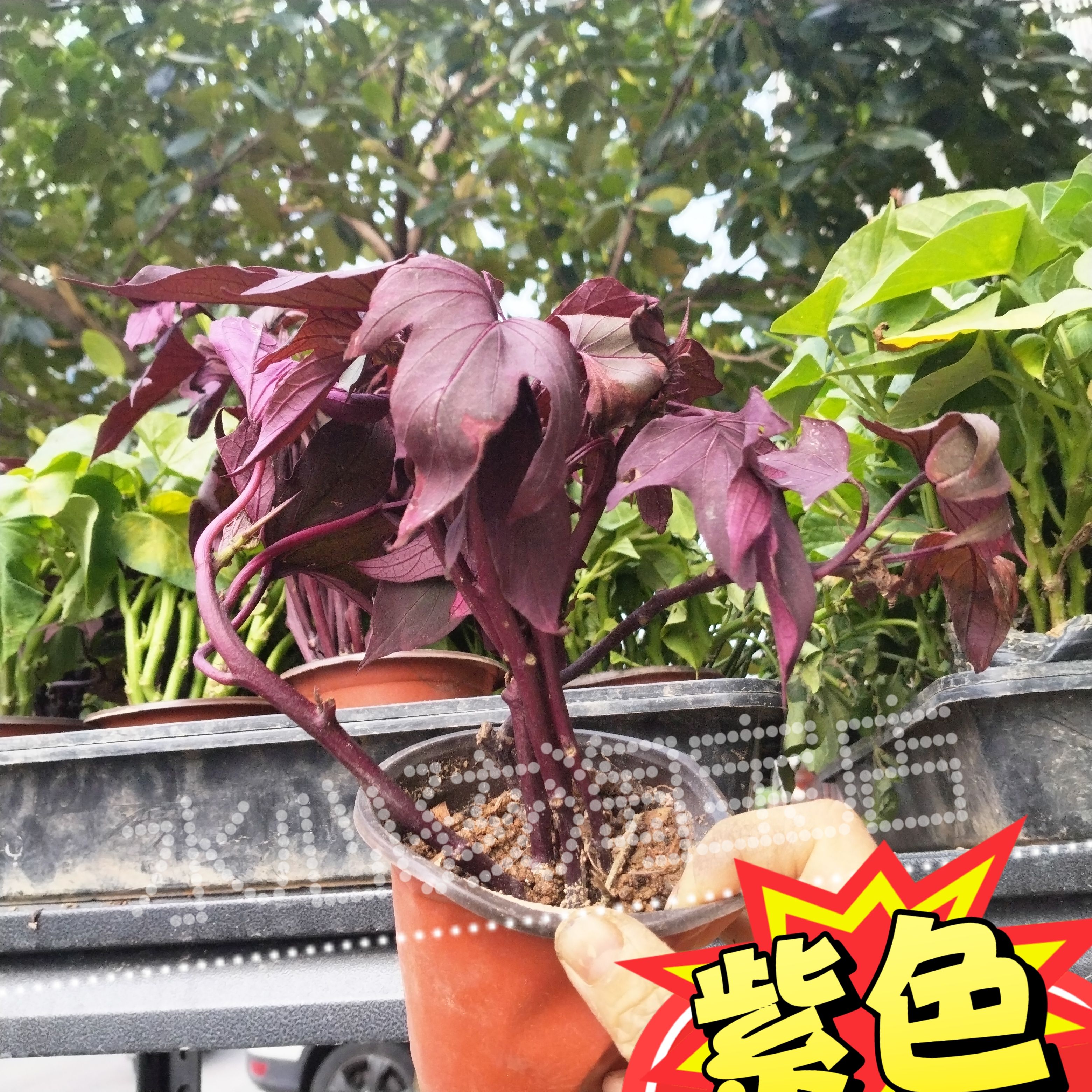 紫色番薯叶阳台绿植盆栽庭院种植四季好养有花青素叉叶地瓜叶红薯