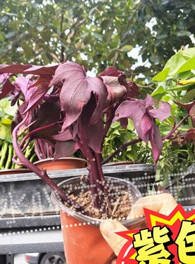 紫色番薯叶阳台绿植盆栽庭院种植四季好养有花青素叉叶地瓜叶红薯
