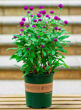 千日红盆栽带花苞千日紫色花卉绿植物阳台庭院绿化苗圃喜阳百日红