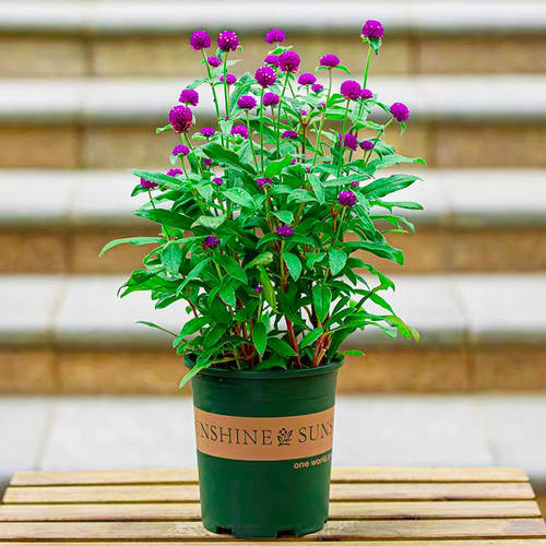 千日红盆栽带花苞千日紫色花卉绿植物阳台庭院绿化苗圃喜阳百日红