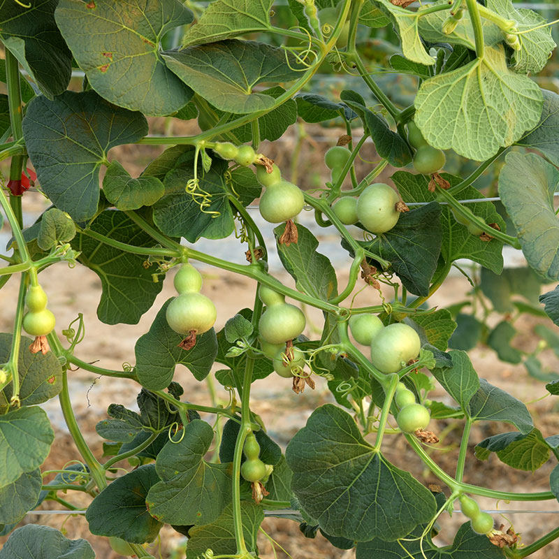 手捻美国小葫芦种子文玩迷你大八宝酒葫芦籽瓜苗四季阳台盆栽种籽