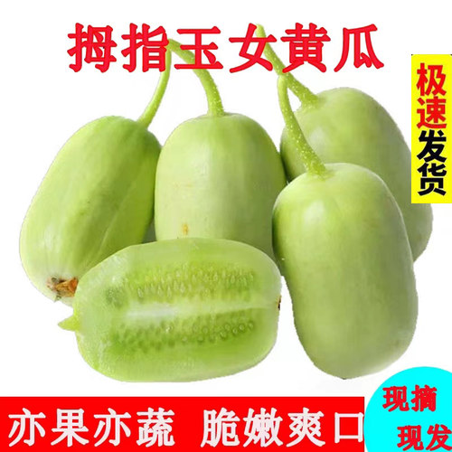 拇指黄瓜金童玉女新鲜现摘
