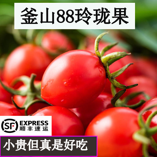 正宗平度釜山88圣女果小番茄顺丰