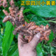 包邮 新鲜黄姜土姜月子姜现挖现发姜黄老黄姜 小黄姜 四川宜宾新鲜