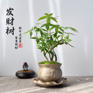 常绿新奇植物茶桌摆件 发财树盆景苔藓绿植室内客厅新中式 盆栽四季