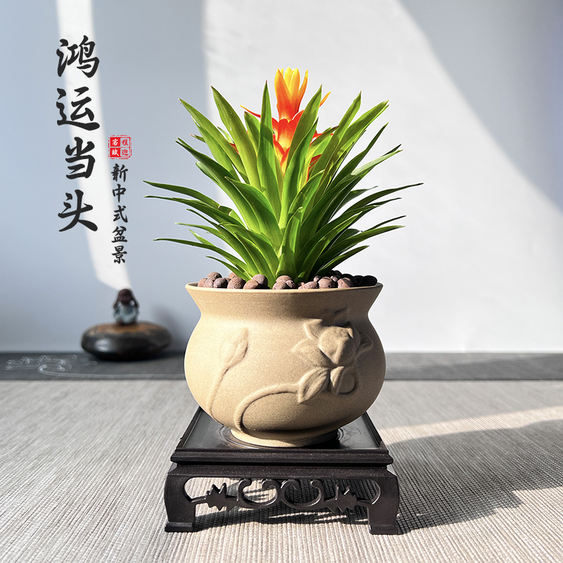 鸿运当头盆栽室内植物新中式桌面摆件凤梨盆景防辐射电脑宝贝绿植高性价比高么？