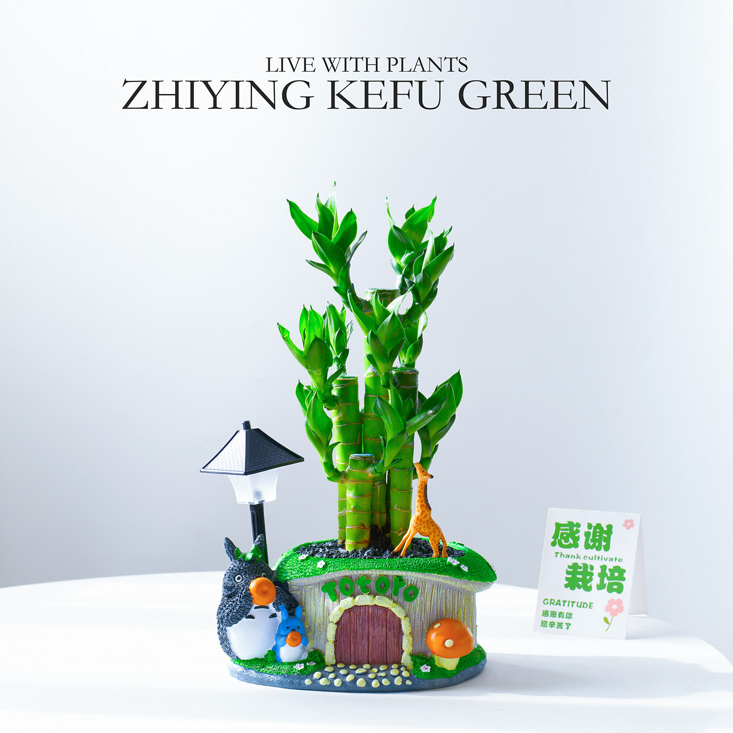 富贵竹盆栽招财植物绿植年宵花卉