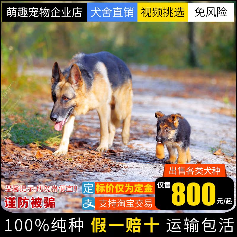 德国牧羊犬幼犬纯种 价格 怎么样 图片 德国牧羊犬幼犬纯种 价格 怎么样 图片