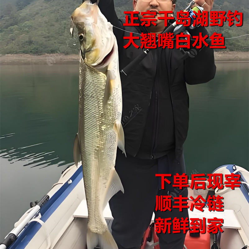 正宗千岛湖鱼翘嘴鱼白水鱼新鲜活淡水刁子鱼大翘壳鱼整条顺丰包邮