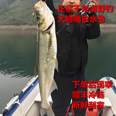 正宗千岛湖鱼翘嘴鱼白水鱼新鲜活淡水刁子鱼大翘壳鱼整条顺丰 包邮