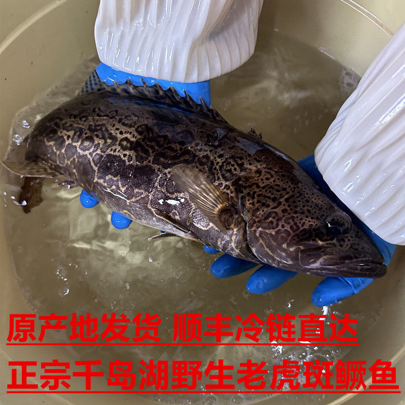 鳜鱼桂鱼野钓千岛湖淡水老虎斑鳜桂花鱼季花鱼圆筒食用鲜活鳌花鱼