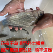 新鲜活鲫鱼千岛湖活鱼小鲫鱼原生态鲫鱼淡水野外生土鲫鱼顺丰 包邮